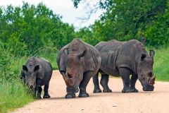 White Rhinoceros [Ceratotherium simum simum]