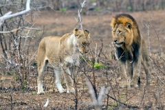 Lion [Panthera leo melanochaita]