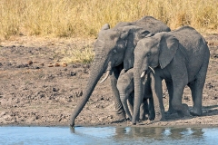African Bush Elephant [Loxodonta africana]