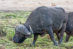 African Buffalo [Syncerus caffer caffer]