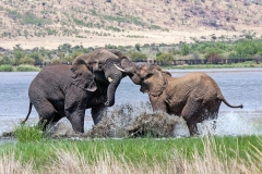 African Bush Elephant [Loxodonta africana]