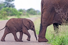 African Bush Elephant [Loxodonta africana]