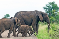 African Bush Elephant [Loxodonta africana]