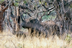 Black Rhinoceros [Diceros bicornis minor]