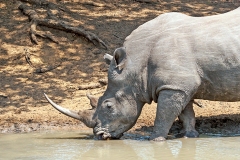 White Rhinoceros [Ceratotherium simum simum]