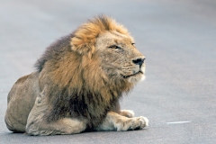 MAMMALS