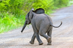 African Bush Elephant [Loxodonta africana]