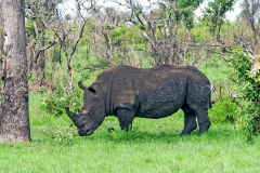 White Rhinoceros [Ceratotherium simum simum]