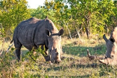 White Rhinoceros [Ceratotherium simum simum]