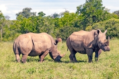 White Rhinoceros [Ceratotherium simum simum]