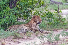 Leopard [Panthera pardus pardus]