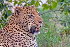 Leopard [Panthera pardus pardus]