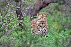 Leopard [Panthera pardus pardus]