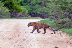 Leopard [Panthera pardus pardus]