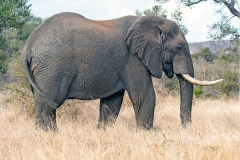 African Bush Elephant [Loxodonta africana]
