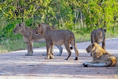 Lion [Panthera leo melanochaita]