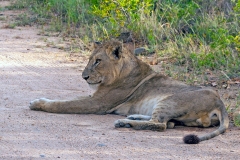 Lion [Panthera leo melanochaita]