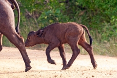 African Buffalo [Syncerus caffer caffer]