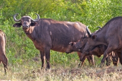 African Buffalo [Syncerus caffer caffer]