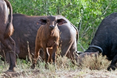 African Buffalo [Syncerus caffer caffer]