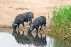 African Buffalo [Syncerus caffer caffer]