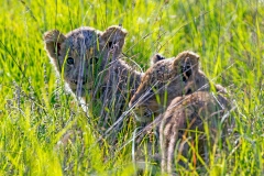 Lion [Panthera leo melanochaita]