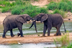 African Bush Elephant [Loxodonta africana]