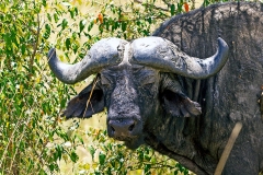 African Buffalo [Syncerus caffer caffer]