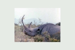 Black Rhinoceros [Diceros bicornis michaeli]