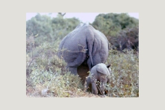 Black Rhinoceros [Diceros bicornis michaeli]