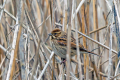 MOTACILLIDAE, FRINGILLIDAE, EMBERIZIDAE & PASSERELLIDAE