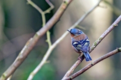 Eurasian Chaffinch [Fringilla coelebs gengleri]