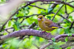 European Greenfinch [Chloris chloris harrisoni]