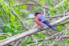 Eurasian Bullfinch [Pyrrhula pyrrhula pileata]