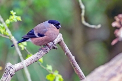 Eurasian Bullfinch [Pyrrhula pyrrhula pileata]