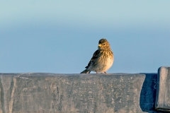 Twite [Linaria flavirostris pipilans]