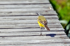 Western Yellow Wagtail [Motacilla flava iberiae]
