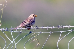 Corn Bunting [Emberiza calandra calandra]