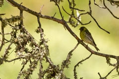 European Serin [Serinus serinus]