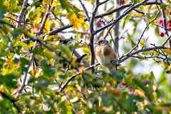 European Goldfinch [Carduelis carduelis britannica]