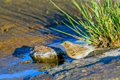 Lark-like Bunting [Emberiza impetuani sloggetti]