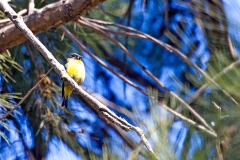 Hooded Siskin [Spinus magellanicus hoyi]