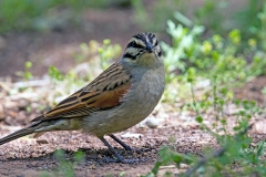 Cape Bunting [Emberiza capensis cinnamomea]