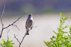 White-throated Canary [Crithagra albogularis albogularis]