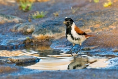 Black-headed Canary [Serinus alario alario]
