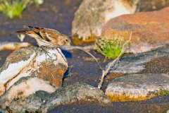 Black-headed Canary [Serinus alario alario]