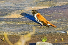 Black-headed Canary [Serinus alario alario]