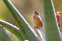 Streaky-headed Seedeater [Crithagra gularis humilis]