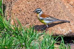 Golden-breasted Bunting [Emberiza flaviventris kalaharica]