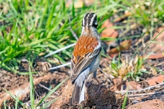 Golden-breasted Bunting [Emberiza flaviventris kalaharica]